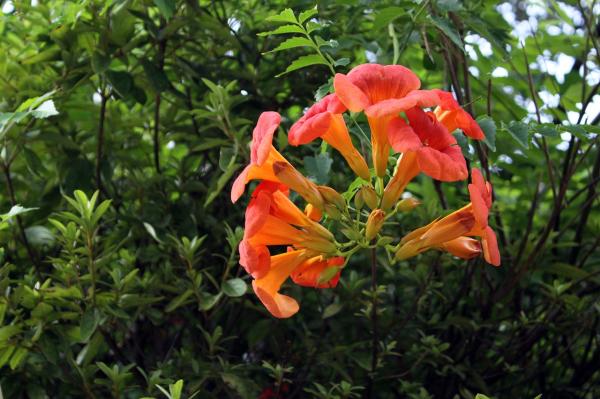 Perennial Flowering Vines - Floral Vine Types - Trumpet vine (Campsis radicans)