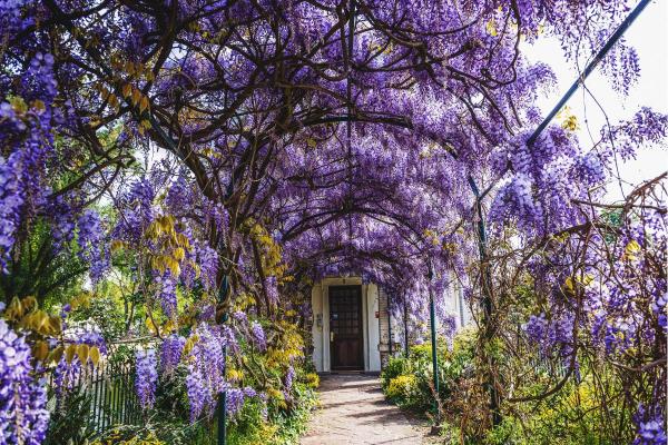 Perennial Flowering Vines - Floral Vine Types - Wisteria (Wisteria spp.)