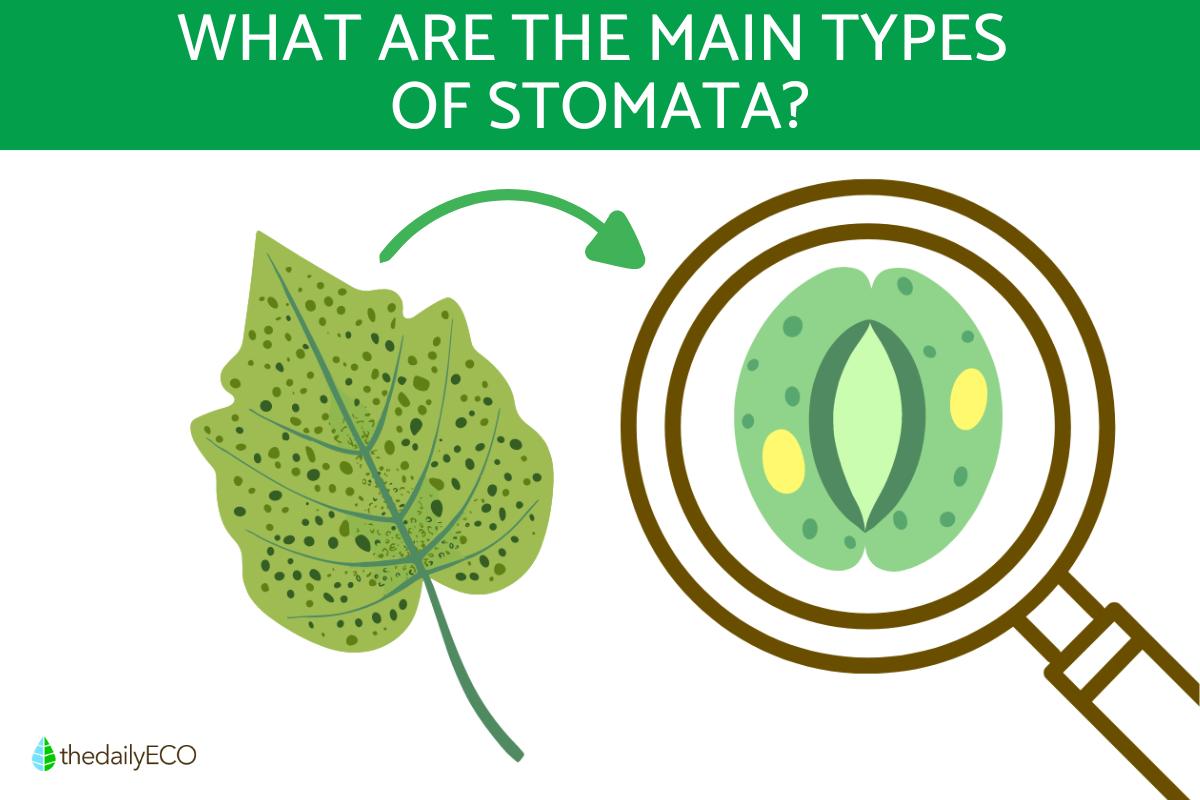 What Are the Main Types of Stomata?