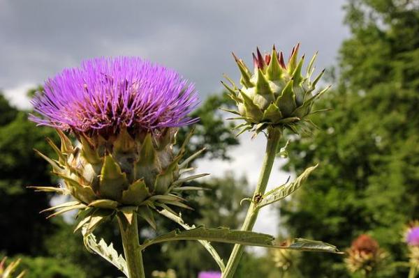 What Is a Bract in a Flower? - Characteristics and functions of bracts