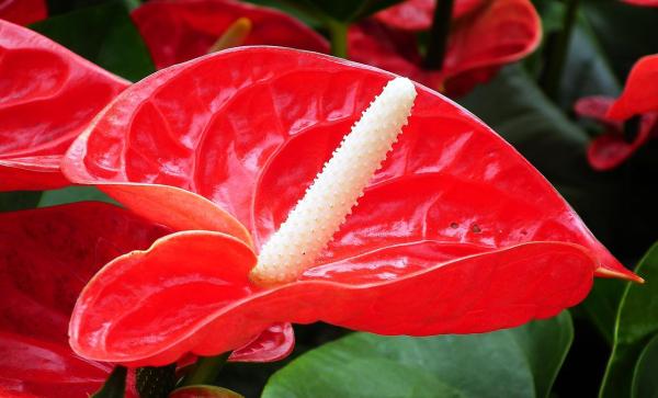 What Is a Bract in a Flower? - Examples of plants with floral bracts