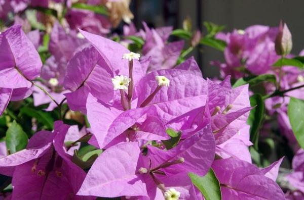 What Is a Bract in a Flower? - What are bracts in plants?