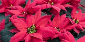 What Is a Bract in a Flower?