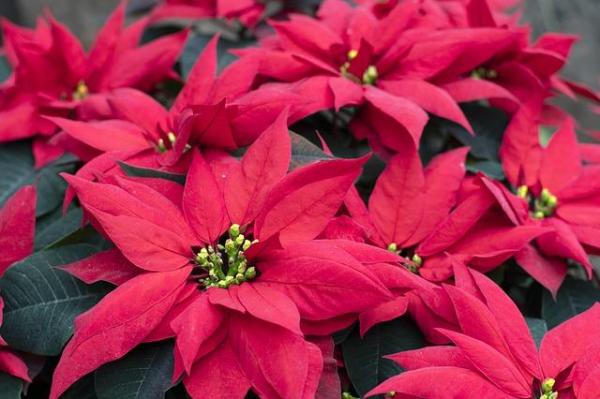 What Is a Bract in a Flower?