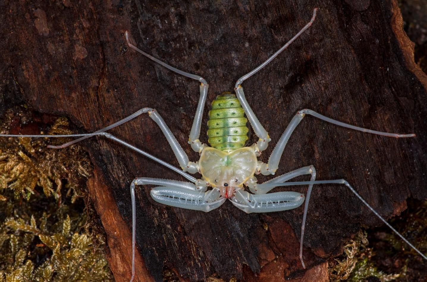 Whip Spider Definition and Types of Amblypygi Arachnids