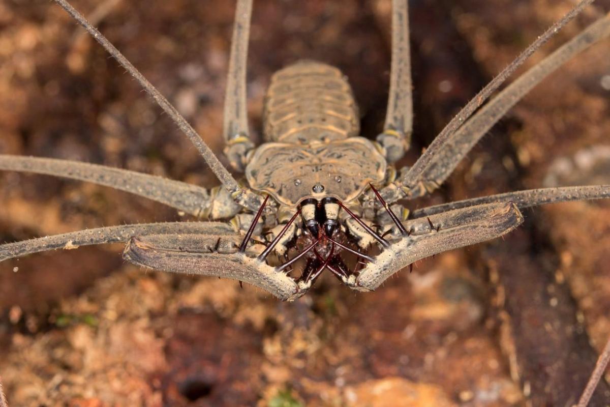 Whip Spider Definition and Types of Amblypygi Arachnids