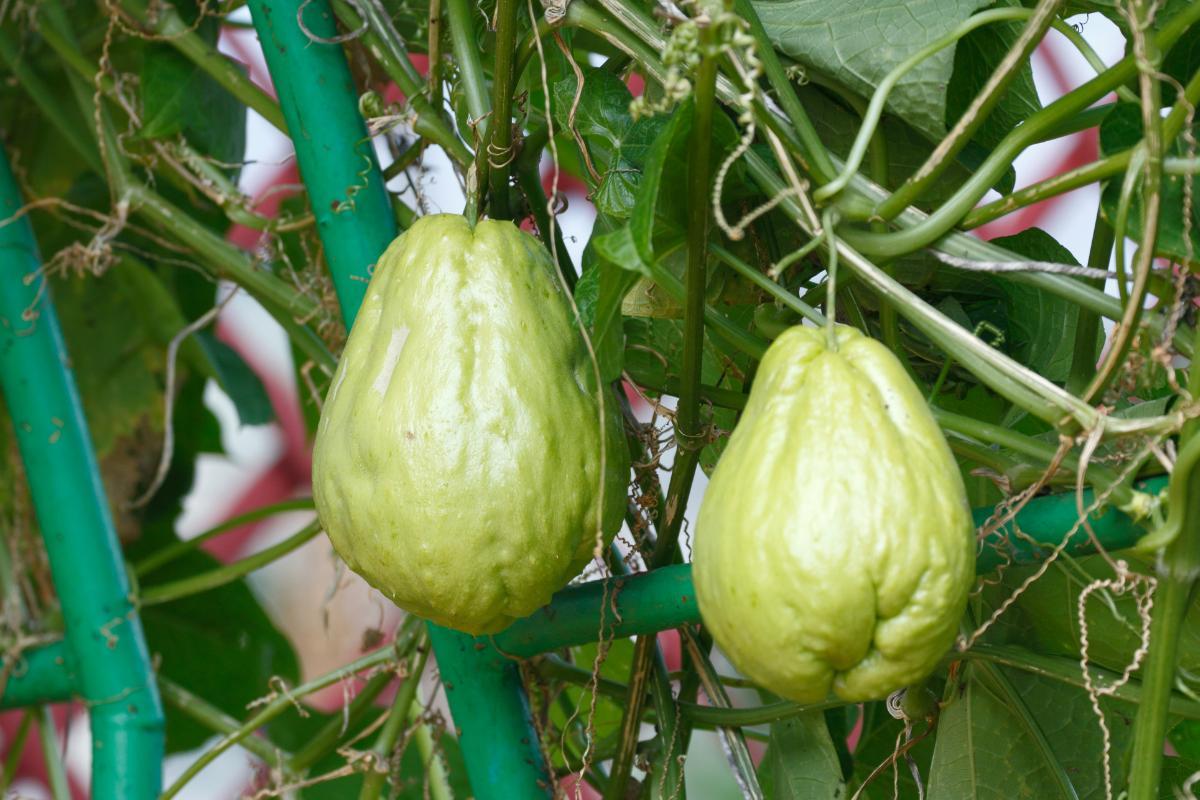 Chayote Squash The Complete Guide To Planting Nurturing And Harvesting This Versatile Vegetable