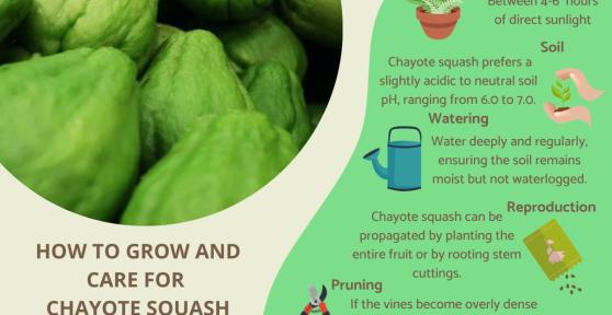 How to Plant and Grow Chayote Squash
