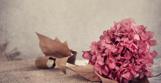 How to Dry Out Hydrangeas for Arrangements