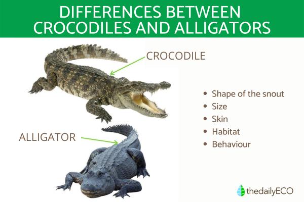 Difference Between Crocodiles And Alligators Main Characteristics And   Difference Between Crocodiles And Alligators 31 600 