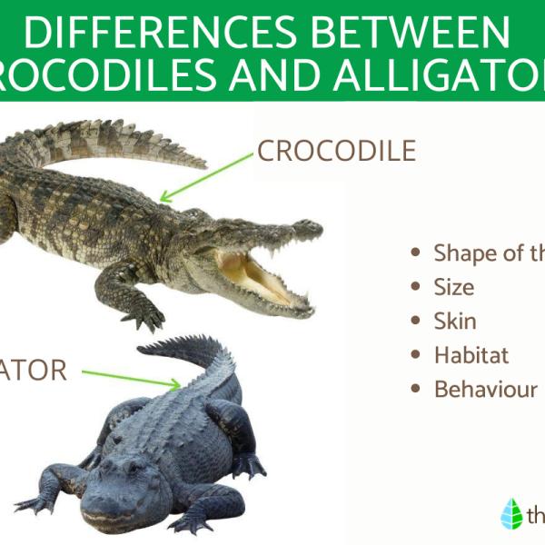 Difference Between Crocodiles and Alligators - Main Characteristics and  Photos