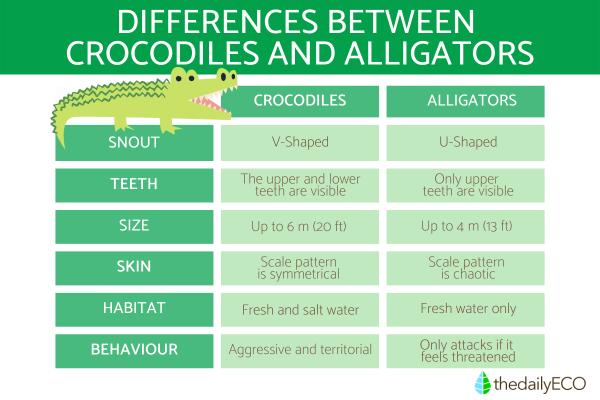 Difference Between Crocodiles and Alligators - Differences between crocodiles and alligators