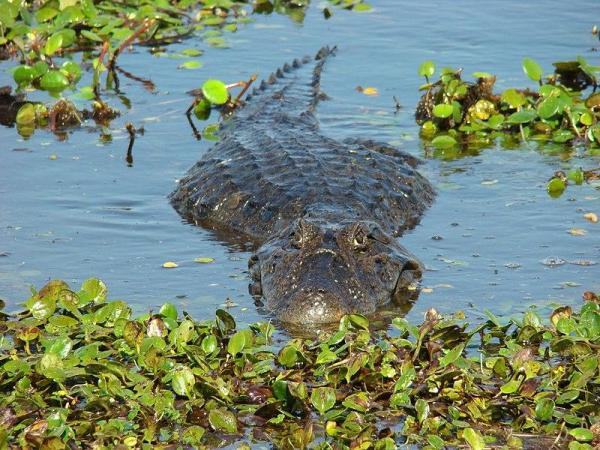 Difference Between Crocodiles and Alligators - Main characteristics of alligators