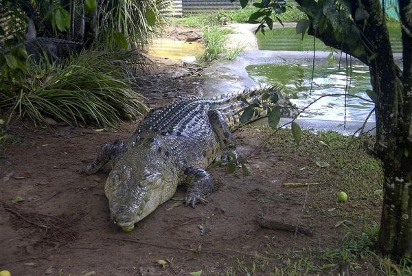 Difference Between Crocodiles and Alligators - Main characteristics of crocodiles 