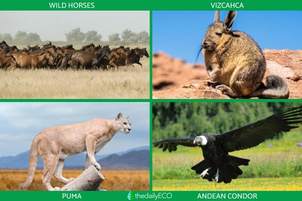 Steppe Biome Animals and Plants - Steppe animals (fauna of steppe biomes)