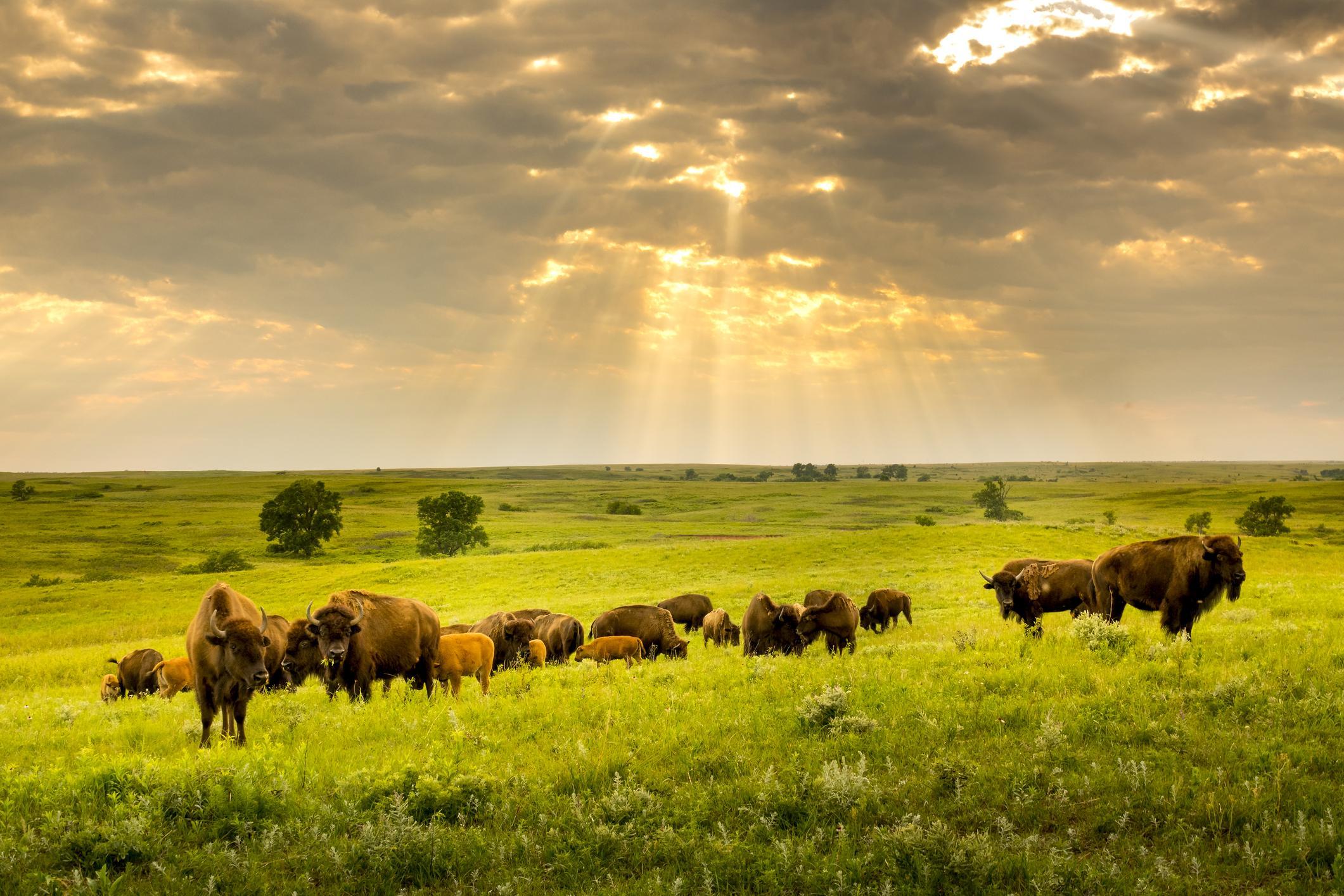 Steppe Biome Animals And Plants Flora And Fauna Of Steppes