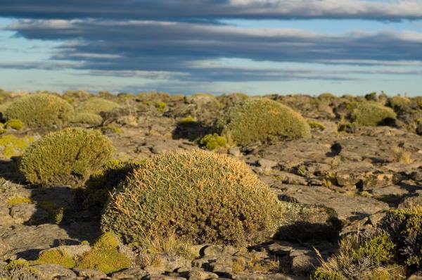 Steppe Biome Animals and Plants - Steppe plants (flora of steppe biomes)