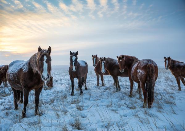 Steppe Biome Animals and Plants - What is a steppe biome?