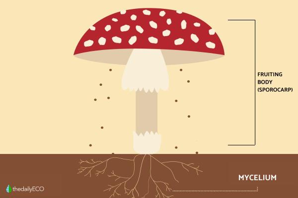 Fungi vs. Mushroom - Definitions and Differences