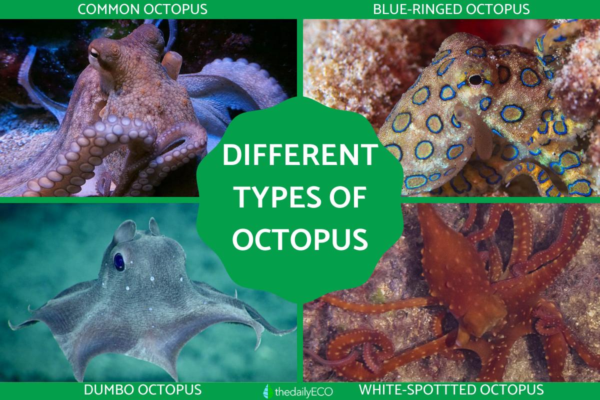 Types Of Pet Octopus At Erin Love Blog Types Of Pet Octopus At Erin Love Blog
