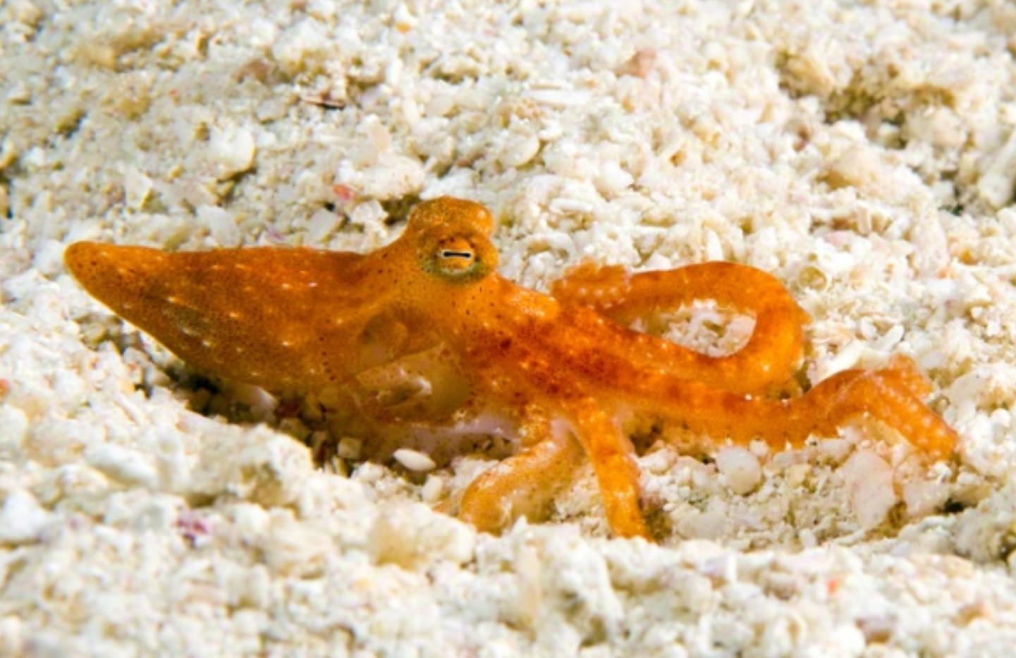 18 Different Types of Octopus Species With Photos