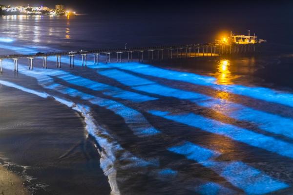 What Are Bioluminescent Beaches? -  Bioluminescent beaches in the world