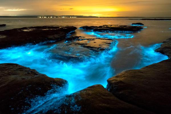 What Are Bioluminescent Beaches? - What are bioluminescent beaches?