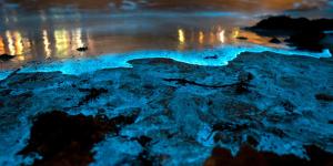 What Are Bioluminescent Beaches?