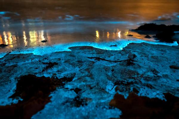 What Are Bioluminescent Beaches?