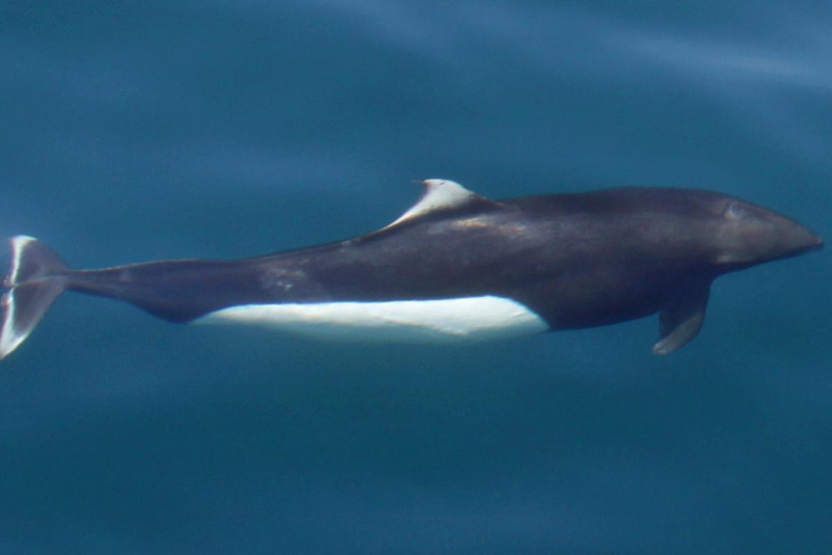 Different Types of Porpoises - Porpoise Species and Habitat