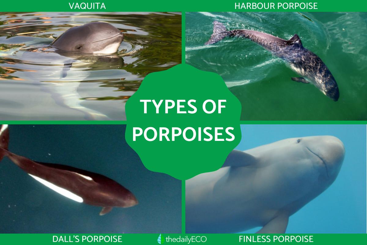 Different Types of Porpoises