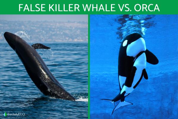 Difference Between False Killer Whale vs. Orca