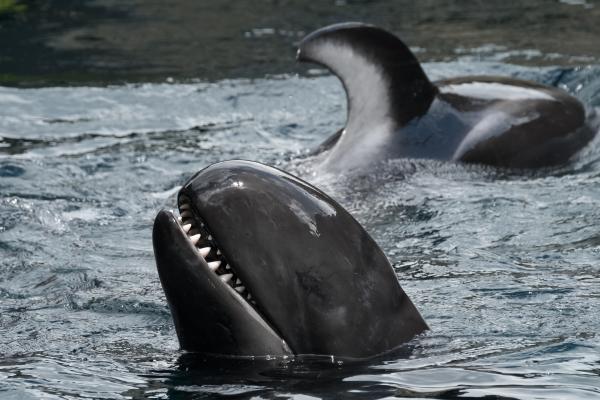 Difference Between False Killer Whale vs. Orca - Main characteristics of the false killer whale 