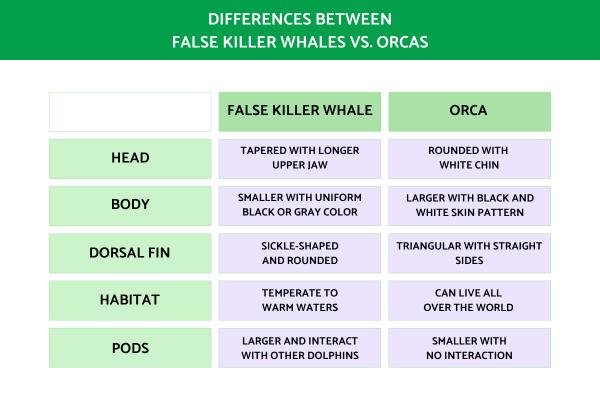 Difference Between False Killer Whale vs. Orca - Main differences between false killer whales vs. orcas