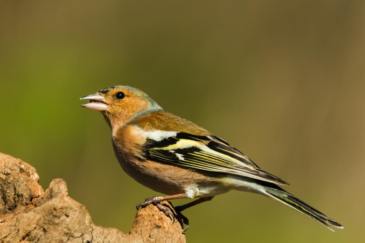 What Are Passerine Birds? - Definition And Types With Photos