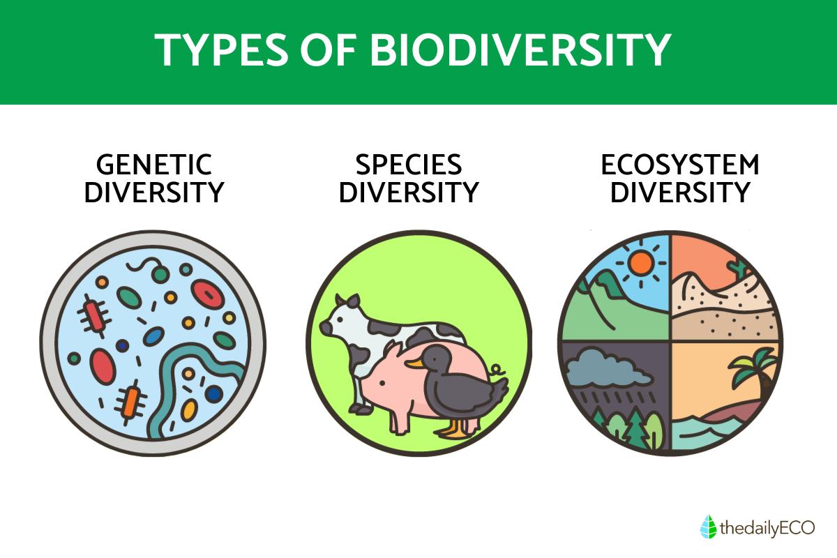 What Are the 3 Types of Species Biodiversity?