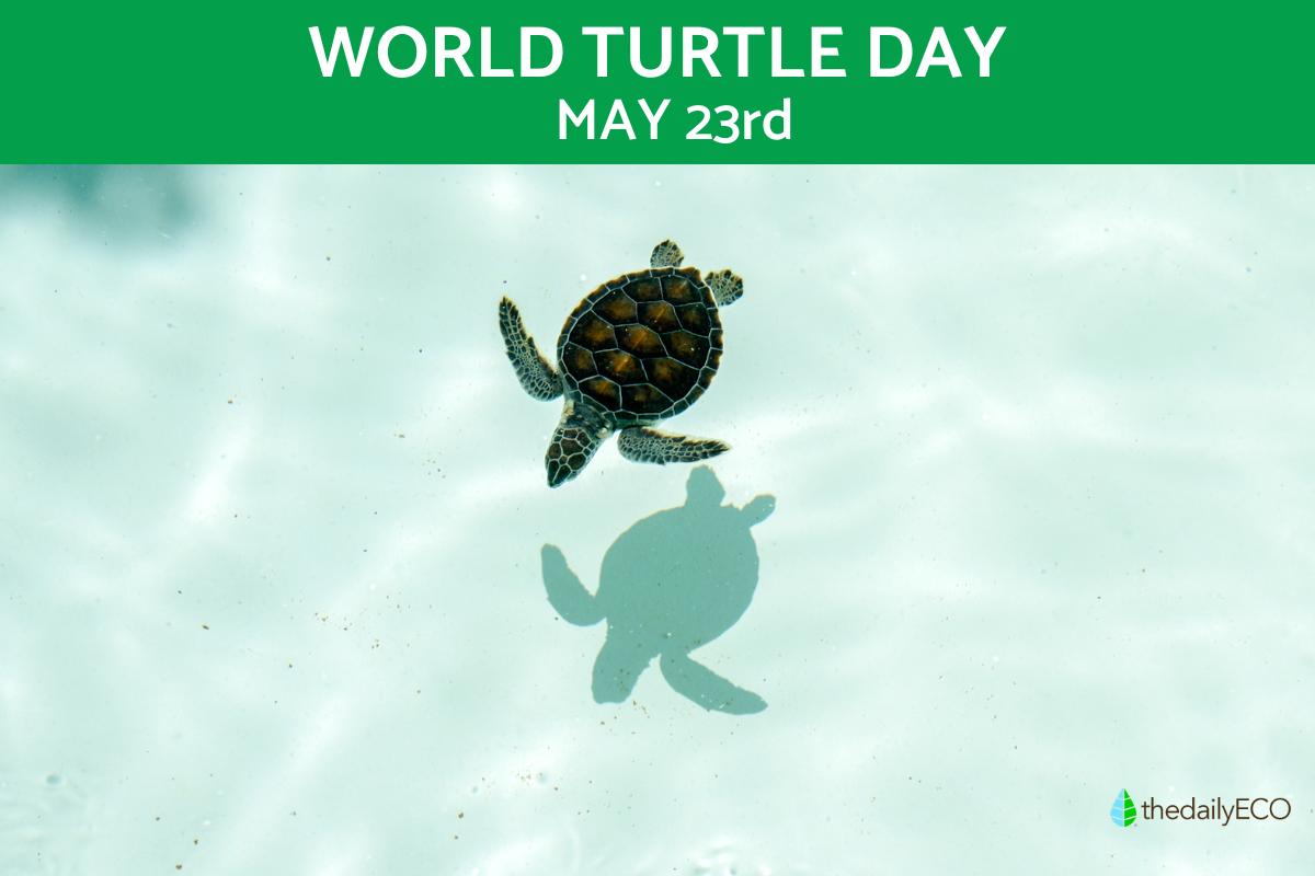 When is World Turtle Day & Why Do We Celebrate?