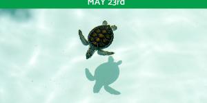 When is World Turtle Day & Why Do We Celebrate?