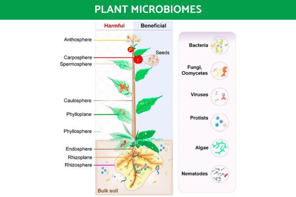 Types of Microbiome - Definition and Examples - Soil and plant microbiome