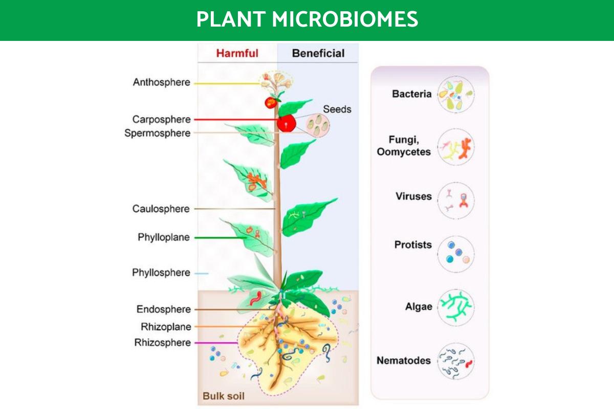Types of Microbiome - Definition and Examples