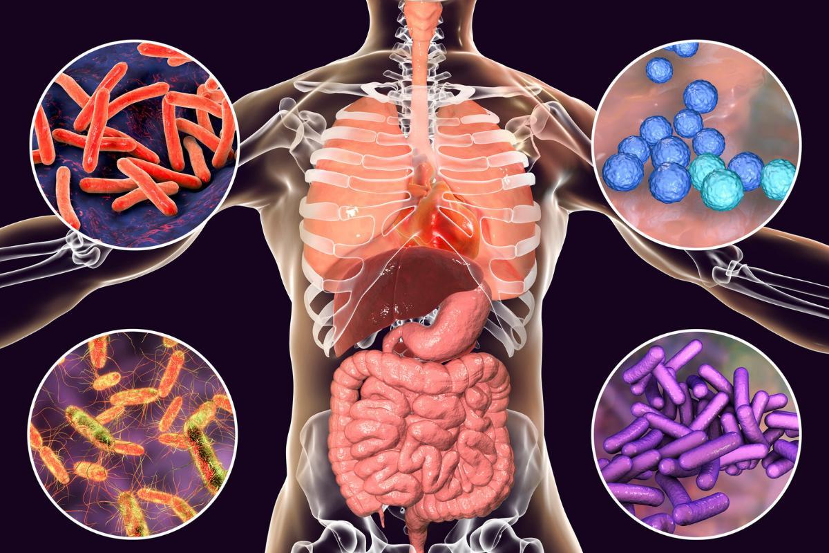 Types of Microbiome - Definition and Examples