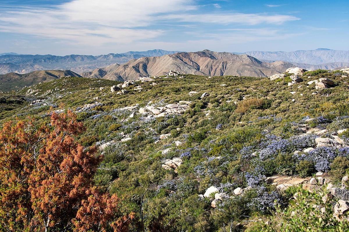 What is a Chaparral Biome?