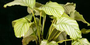 My Calathea Has Yellow Leaves