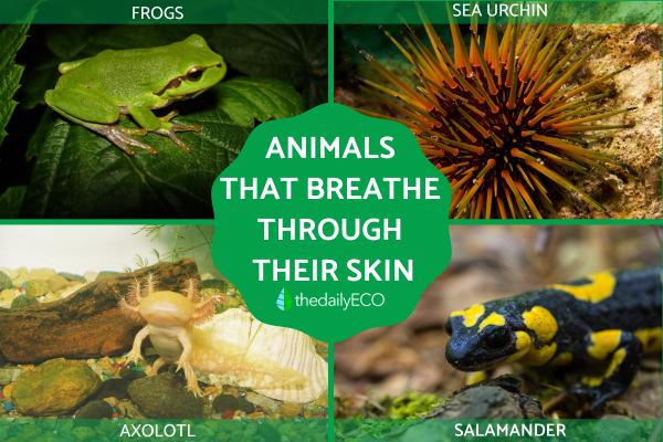 16 Animals That Breathe Through Their Skin - Cutaneous Respiration