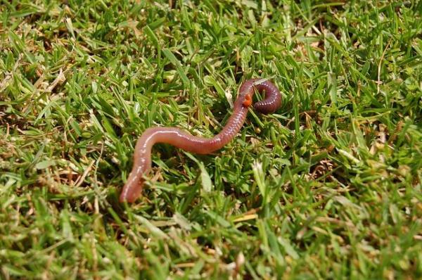 Animals That Breathe Through Their Skin - Annelids that breathe through their skin