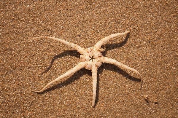 Animals That Breathe Through Their Skin - Echinoderms that breathe through their skin