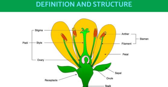 What Are the Gynoecium Parts of a Flower?