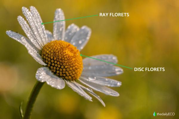 Parts of a Daisy Plant - Florets