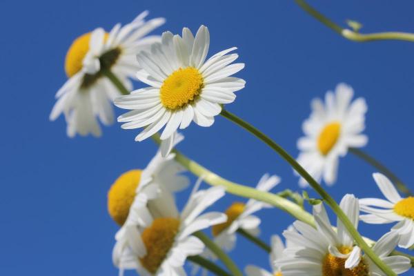 Parts of a Daisy Plant - Inflorescence