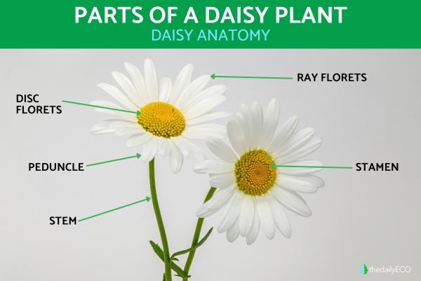 Parts of a Daisy Plant